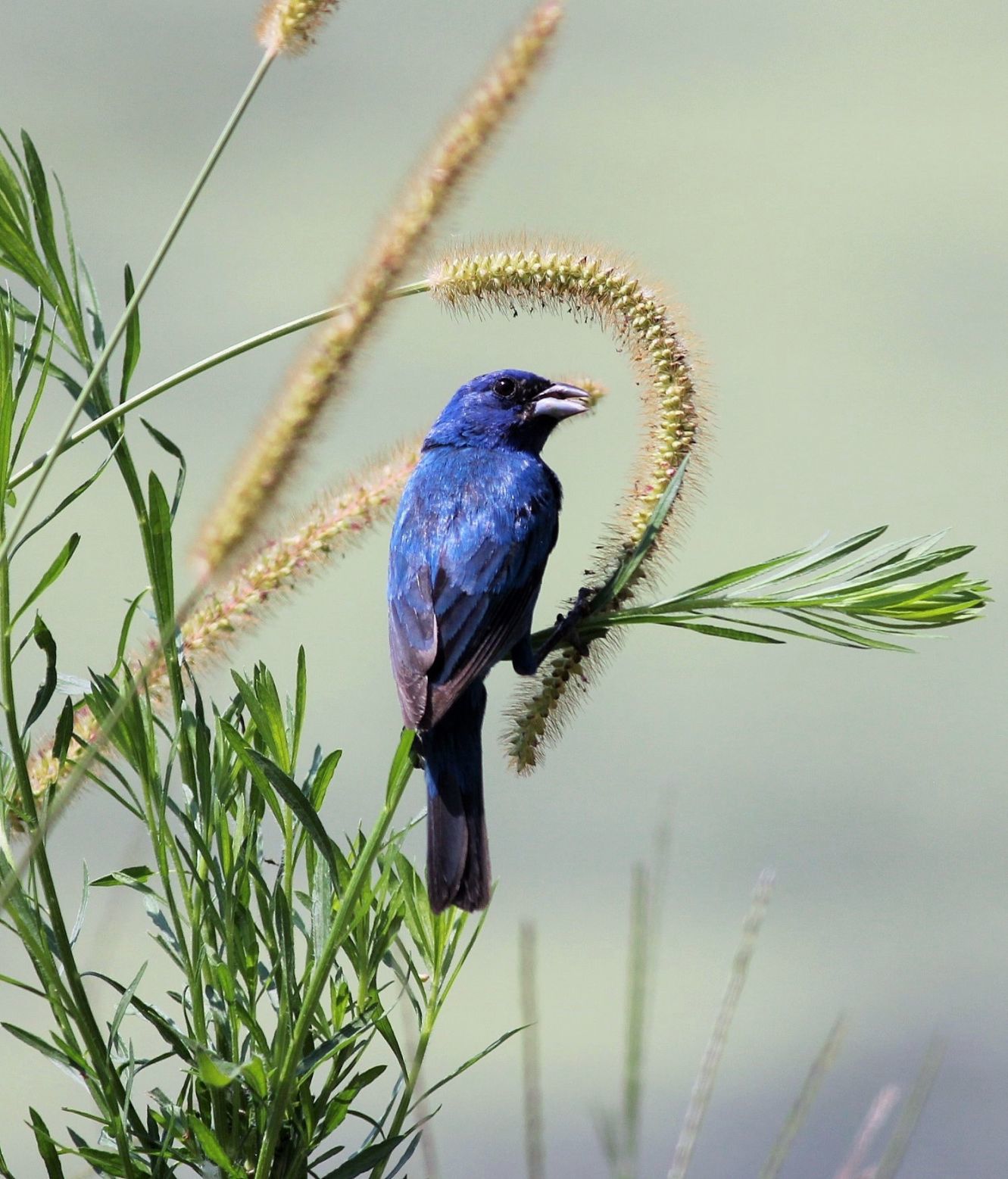 Indigo bunting
